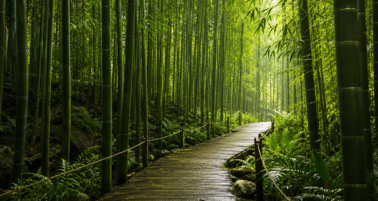 Bamboo walkway
