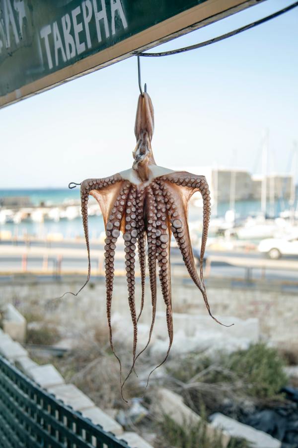 milada-vigerova-octopus-unsplash