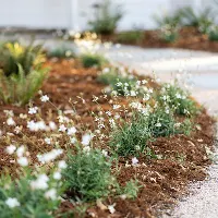 Close-up of a landscaped garden bed with small white flowering plants and fresh mulch.