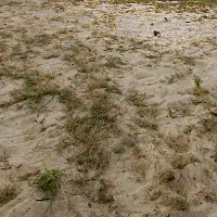 Close-up of sandy ground with sparse patches of grass.