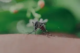 Mosquito on arm