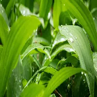 Close-up of vibrant green leaves with water droplets after rainfall.