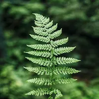 Close-up of a green fern leaf with detailed fronds, set against a blurred natural background.