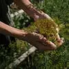 Hands holding freshly picked green herbs outdoors in a natural setting.