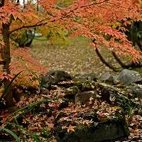 Autumn scene with red-orange tree leaves and rustic stone steps.