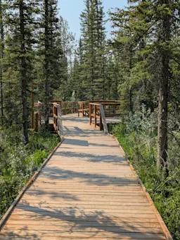Wooden pathway through a dense forest with tall trees on both sides.