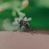 Close-up of a housefly standing on a green surface with blurred background.