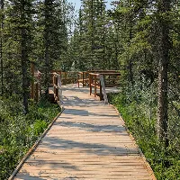 Wooden pathway through a dense forest with tall trees on both sides.