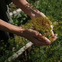 Hands holding freshly picked green herbs outdoors in a natural setting.