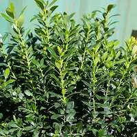 Close-up of green leafy shrub with dense foliage.