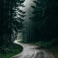 Curved road through a dense forest with tall trees on a misty day.