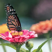 Monarch butterfly perched on a pink flower with blurred garden background.