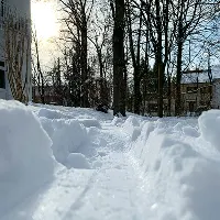 Narrow path cleared through deep snow in a forest with sunlight filtering through the trees.
