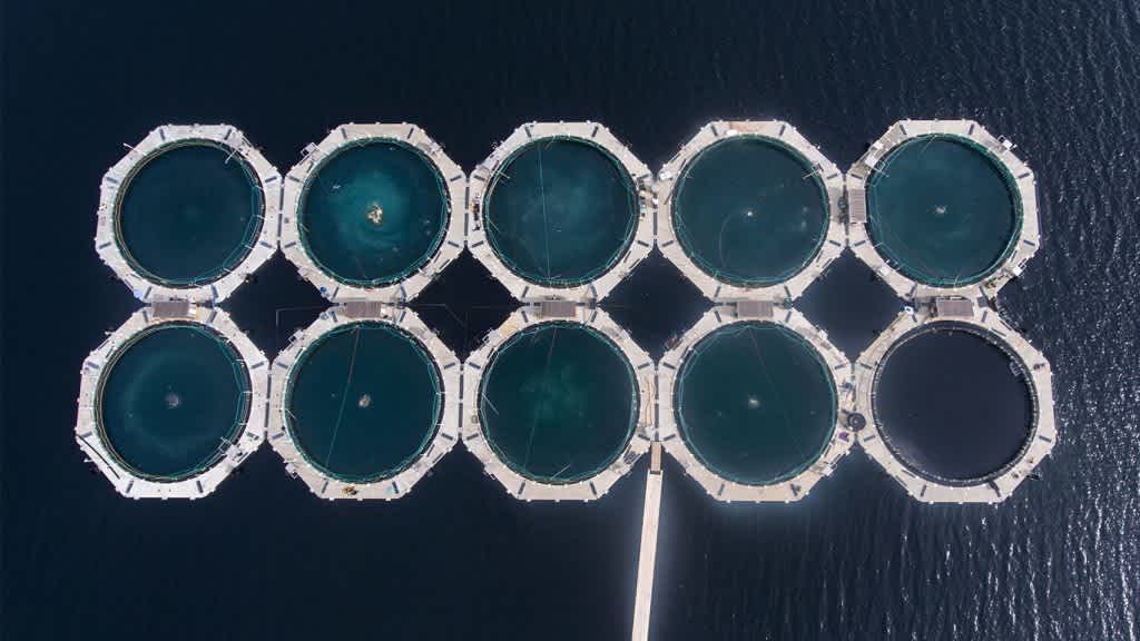 Scanship wins first in world sludge treatment contracts for sea based closed cage fish farms