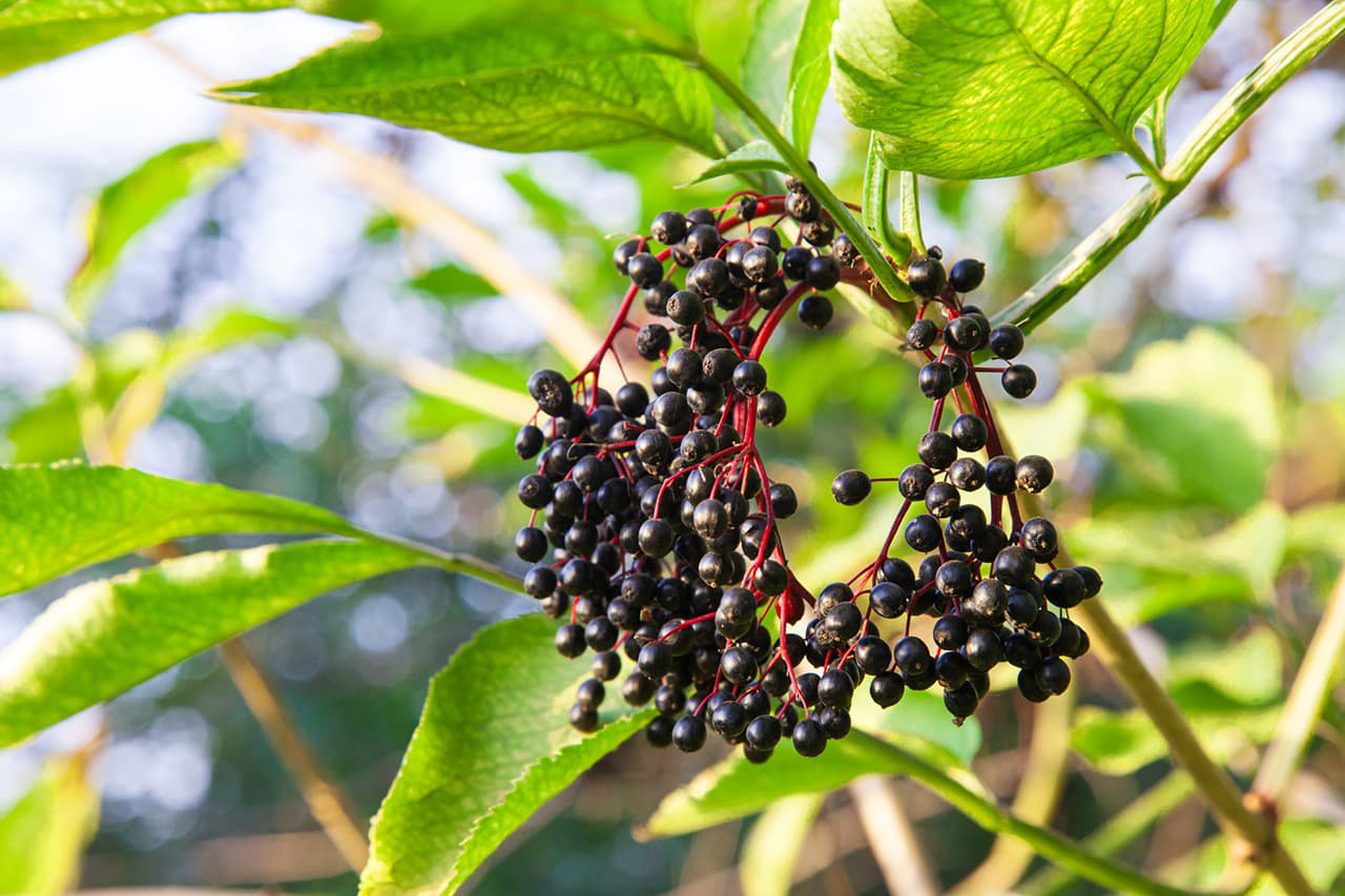 Elderberries