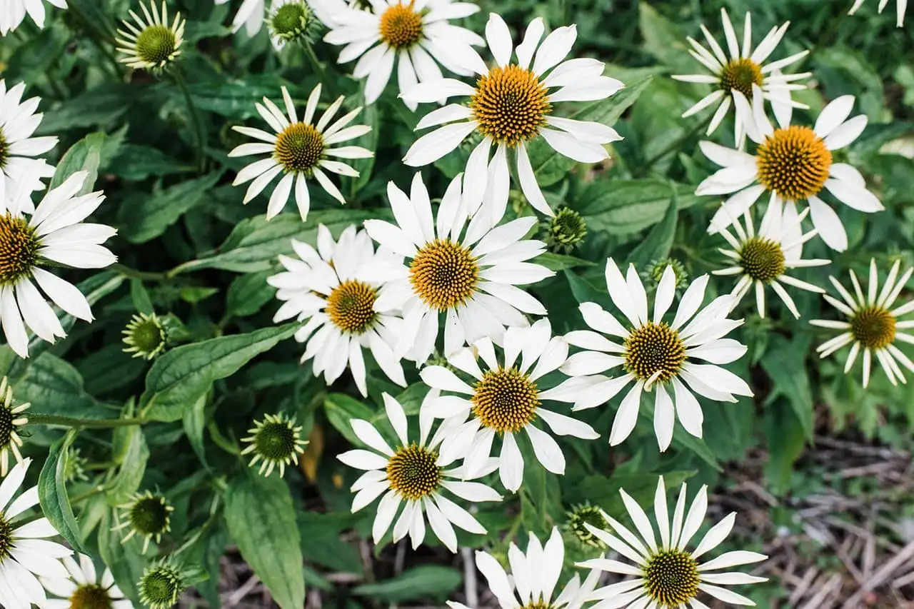 Chamomile flowers