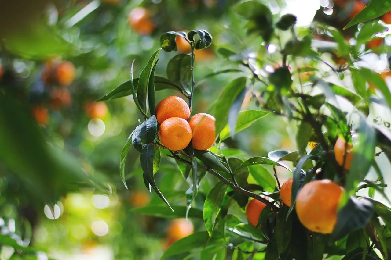 Oranges containing vitamin C