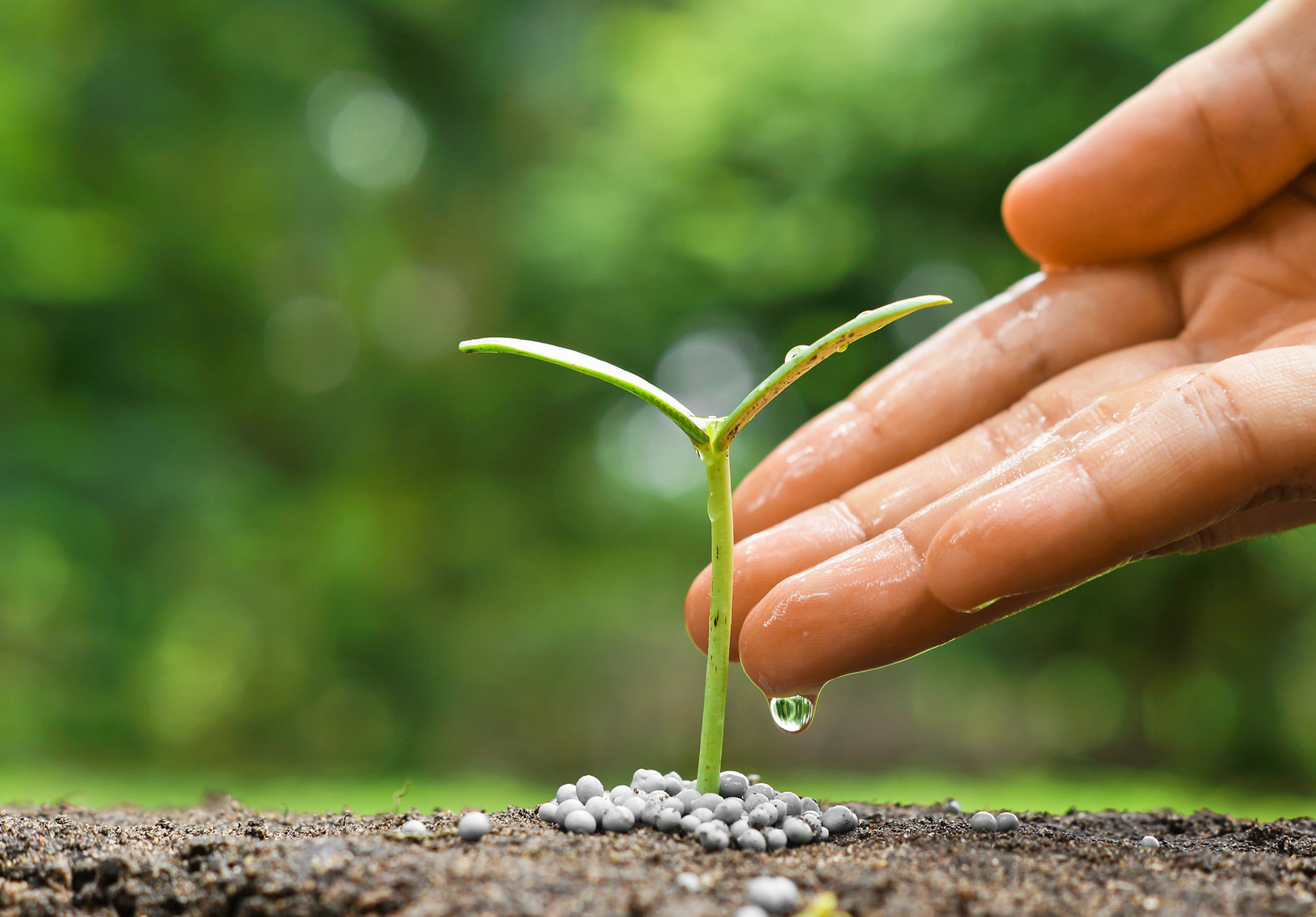 Hand holding plant