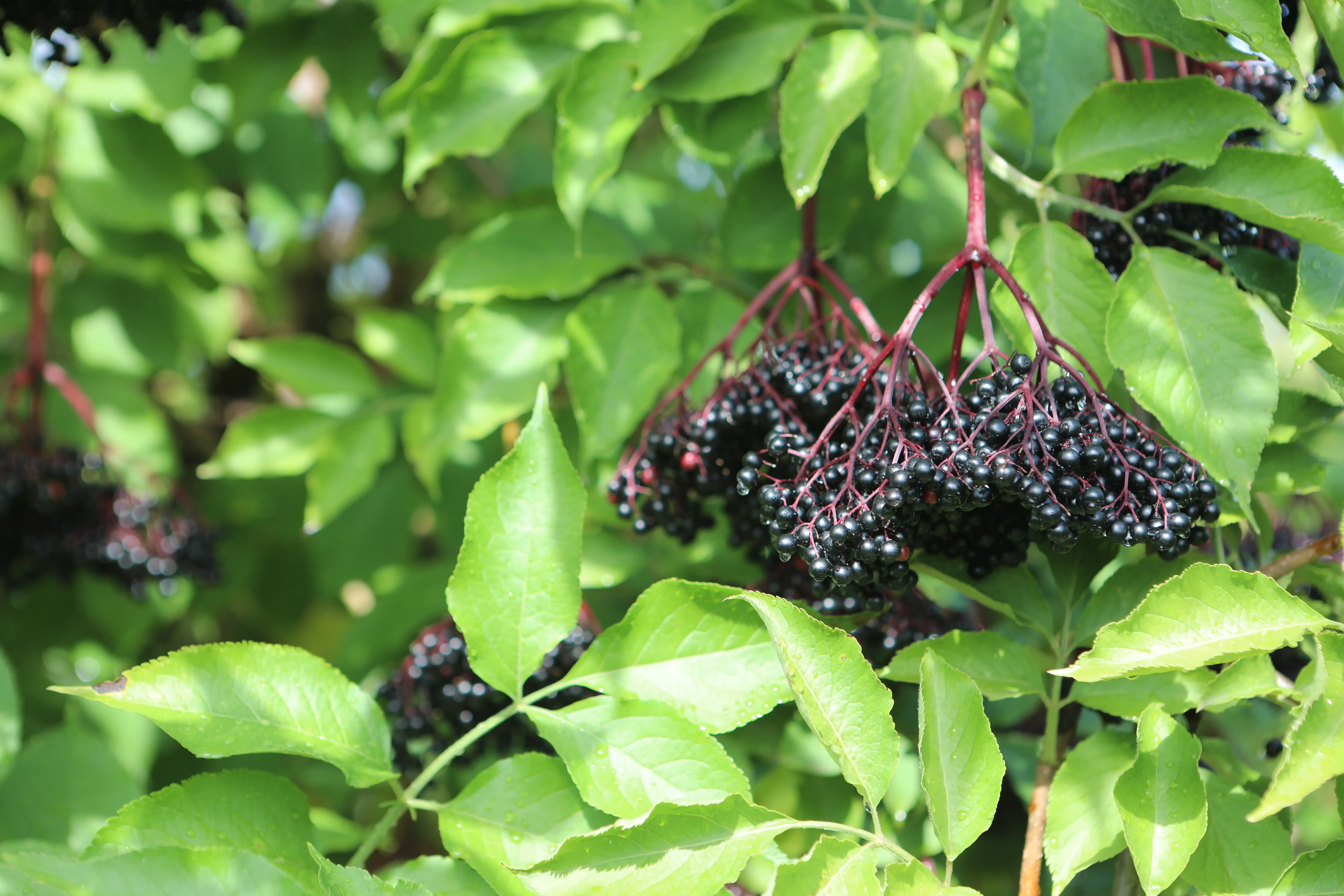 Elderberry