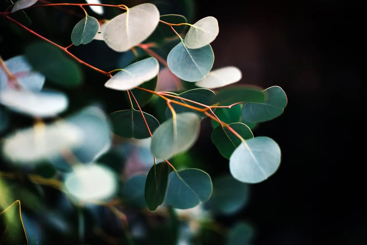 Eucalyptus leaves