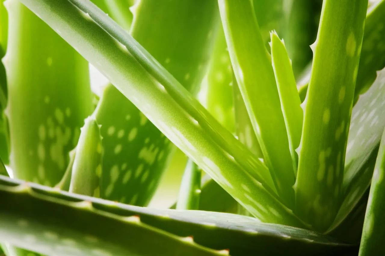 Aloe plant