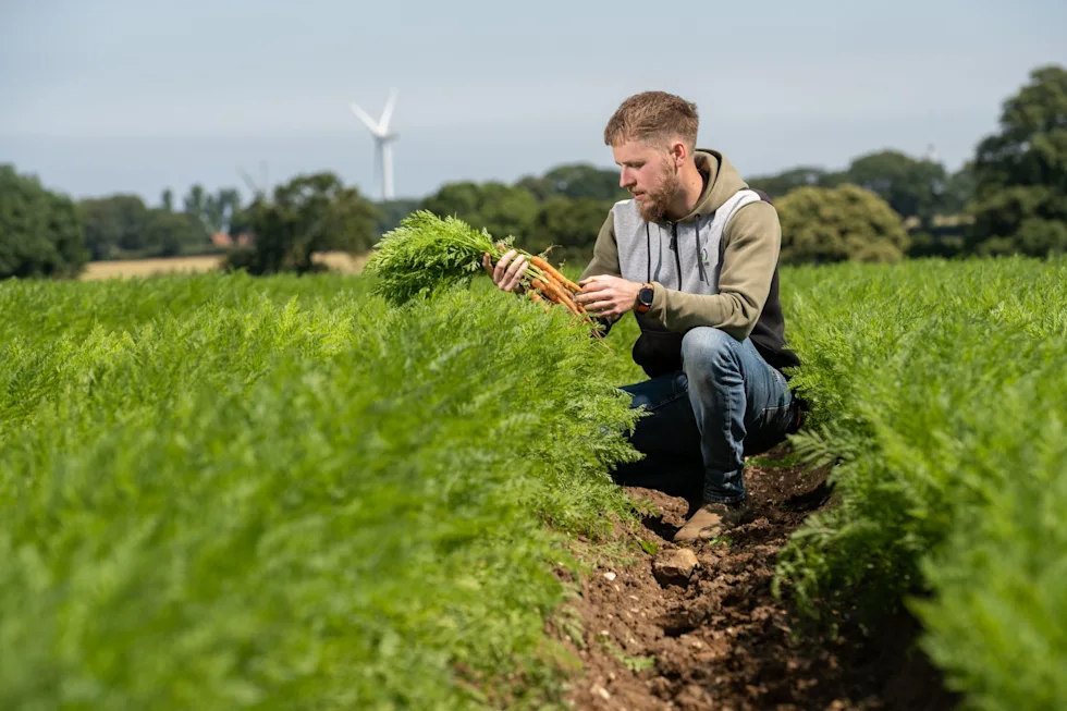 Burgess Carrot in Field