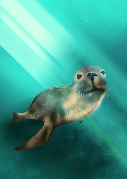 Australian Sea Lion
