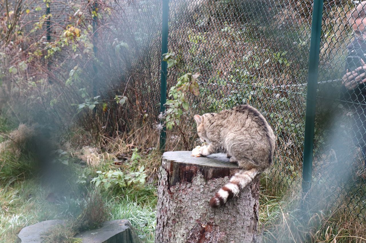 Bild Wildkatze im Harz