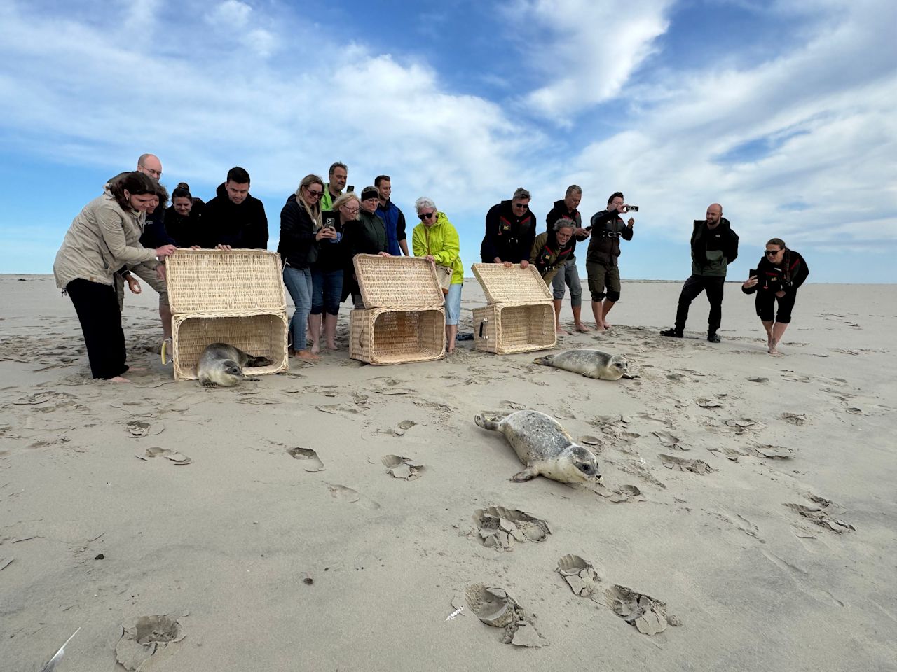 BINGO! wildert Seehunde in die Nordsee aus.
