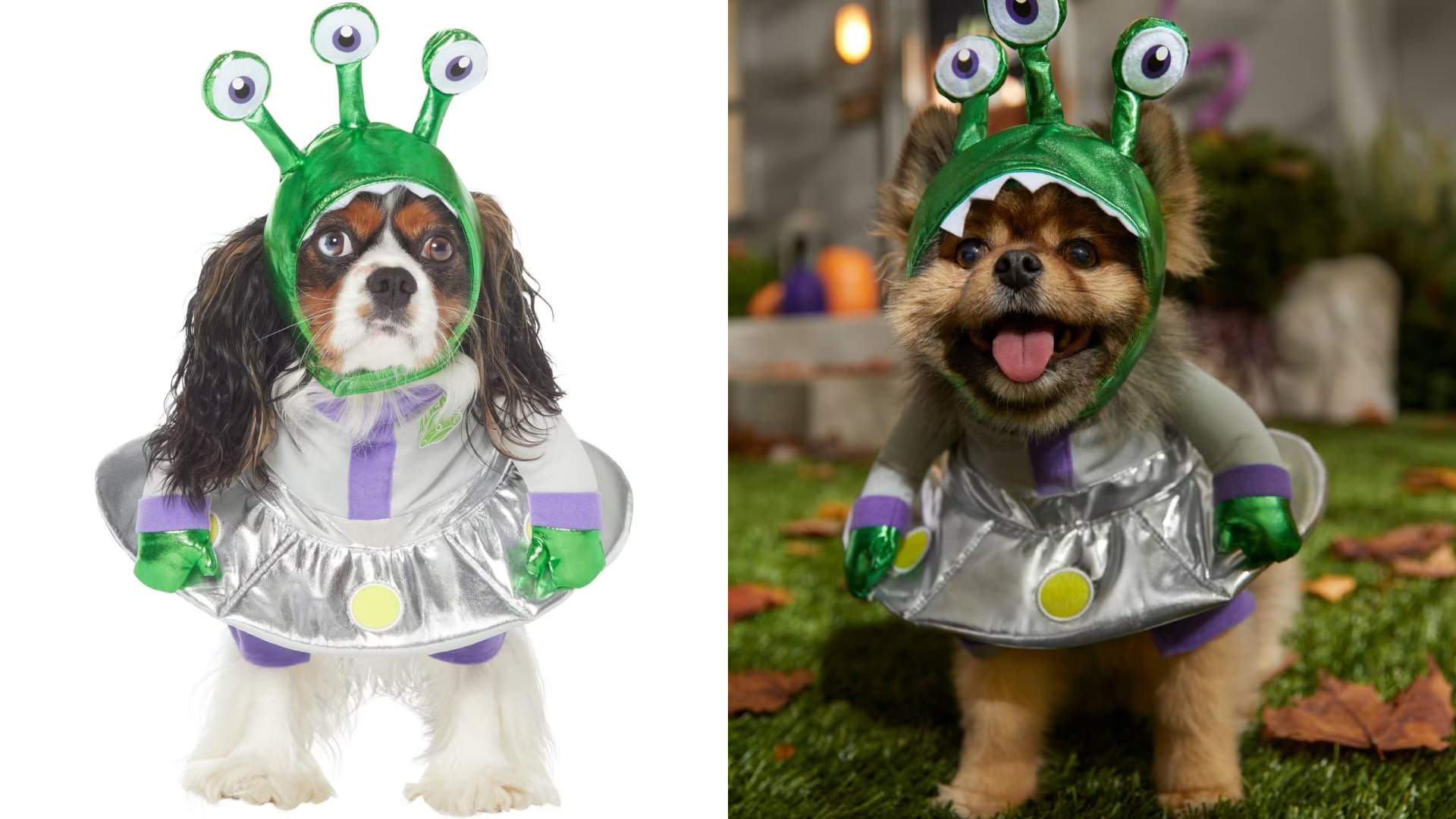 dogcostume #dogcostumechallenge #dogcostumeideas #halloweencostume #d, Dog  Costume