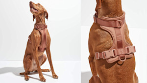 dog harness for walking