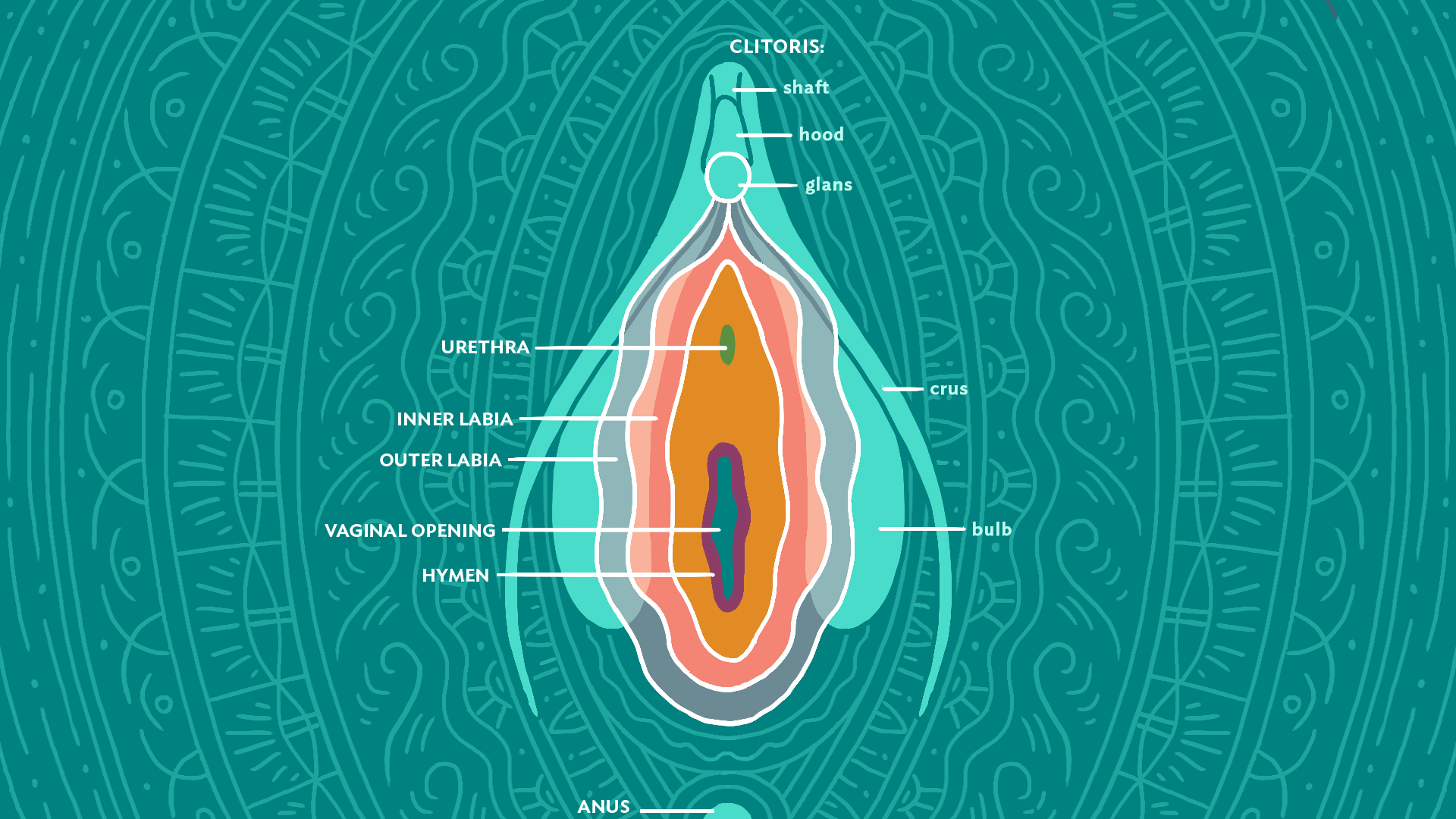 What Does the Inside of A Vagina Really Look Like? theSkimm picture