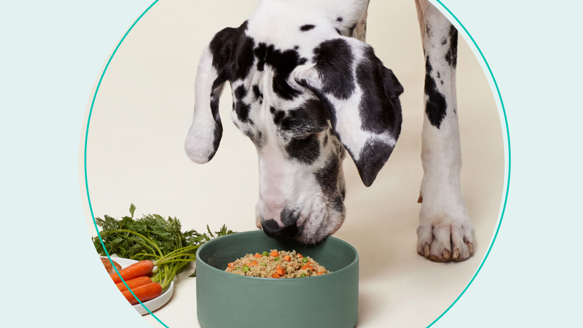 Online Pet Food Delivery Grows in Popularity in 2020 What to Expect