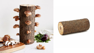Mushroom log kit