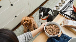 meat and vegetable food subscription for dogs