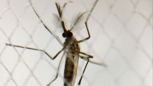 A male Aedes aegypti mosquito