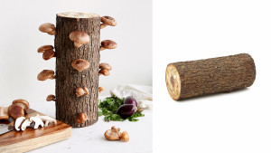 shiitake mushroom log