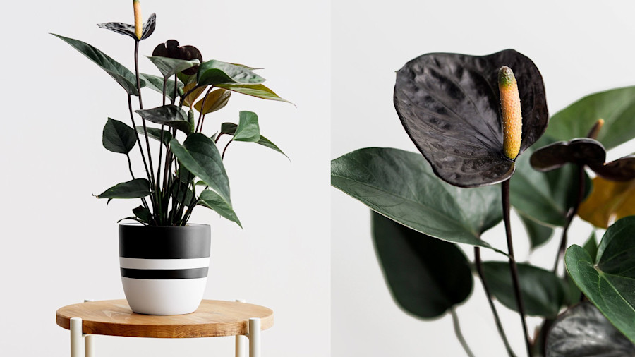 The Best Flowers to Buy Online for Mother’s Day theSkimm