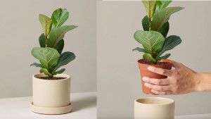 small fiddle leaf fig plant