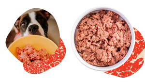 raw food dog meal subscription