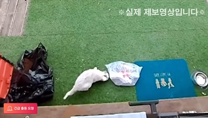 현관 앞 갈치를 가져간 범인의 정체는?