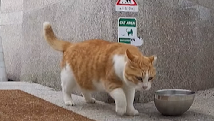 CCTV에 포착된 고양이 밥 도둑