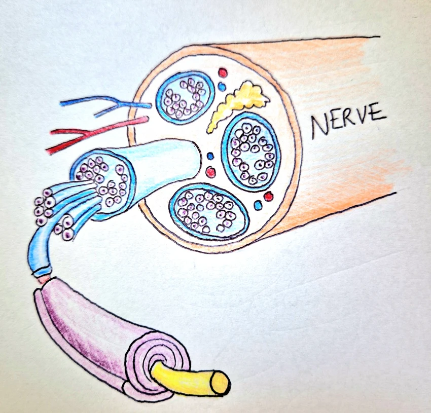 Nerve diagram