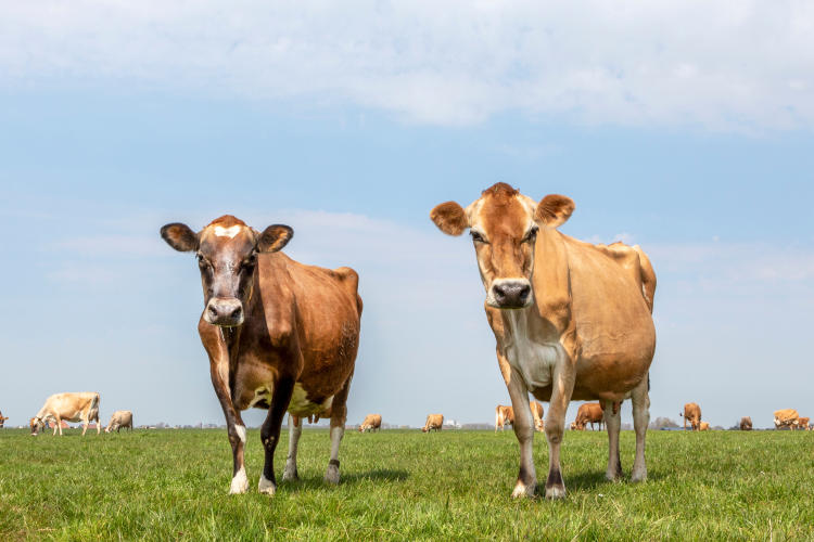 A photo of two cows in a field