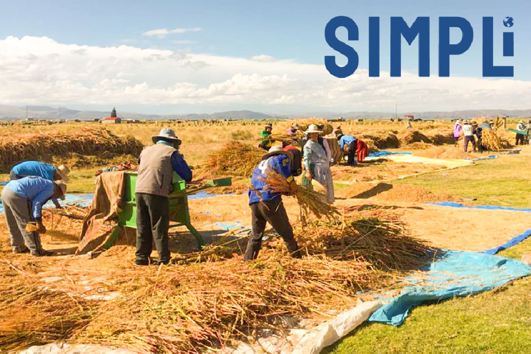 A photo of workers on a Simpi farm