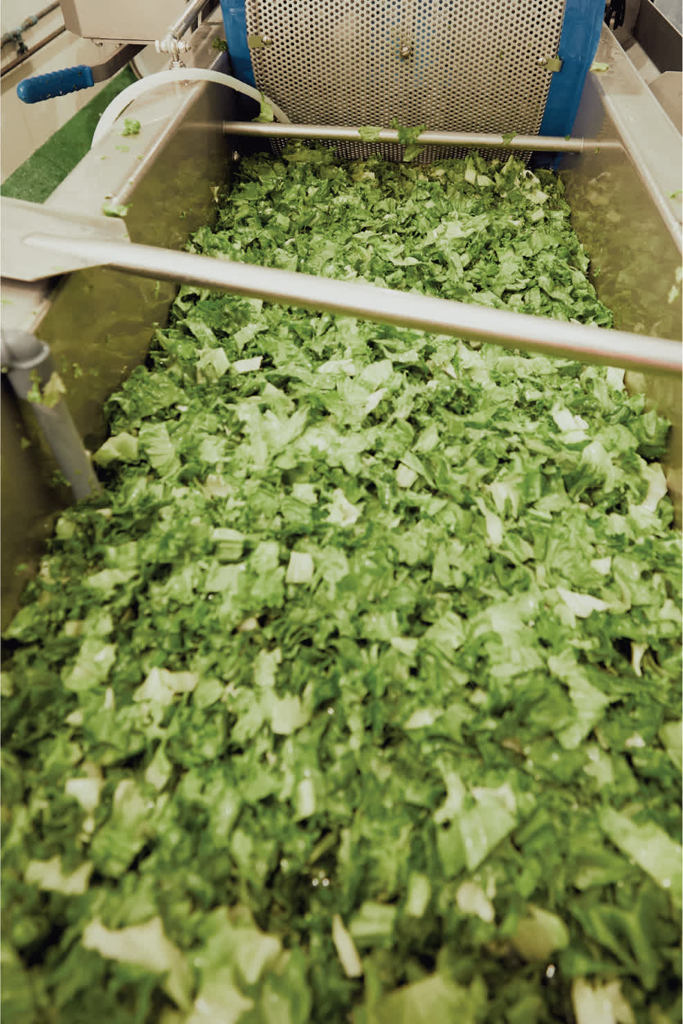 Image of lettuce being chopped and washed