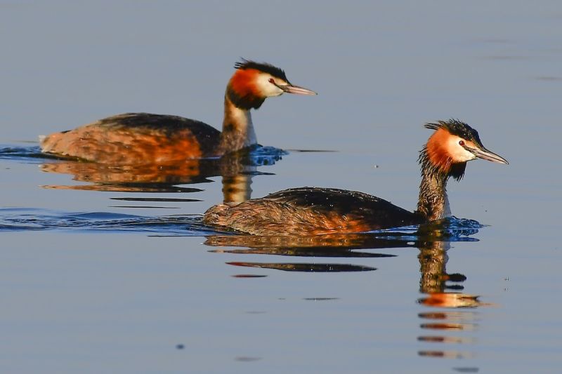 Great Crested Grebe by Magnus Andersson 