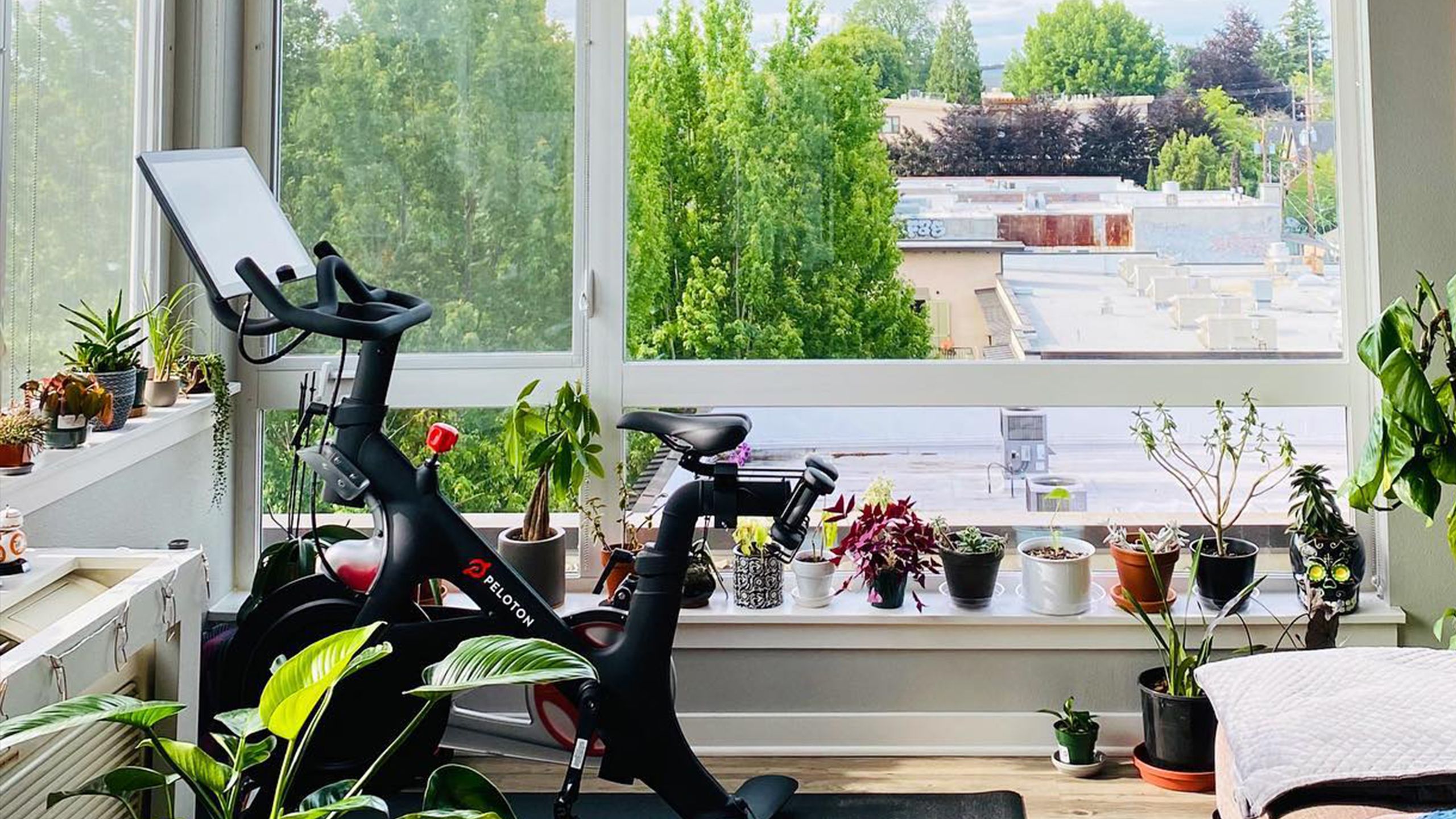 Add These Plants to Your Peloton Gym