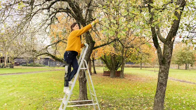 Eine Frau mit der Beinorthese C-Brace steht auf einer Leiter und schneidet Äste an einem Baum