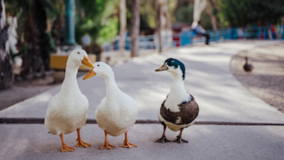 duckduckgoose 3 - josue-michel-oJ Reviogx8-unsplash